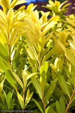 Florida Sunshine Anise - 1 Gallon Pot -Plant Shop Anise Flroida Sunshine JW 1