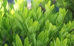 Ocala Yellow Anise (Illicium Parviflorum) - 3 Gallon Pot -Plant Shop Anise Ocala Foliage