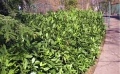 Ocala Yellow Anise (Illicium Parviflorum) - 3 Gallon Pot -Plant Shop Anise Ocala Hedge 5050