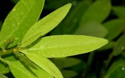 Ocala Yellow Anise (Illicium Parviflorum) - 3 Gallon Pot -Plant Shop Anise Ocala Leaves