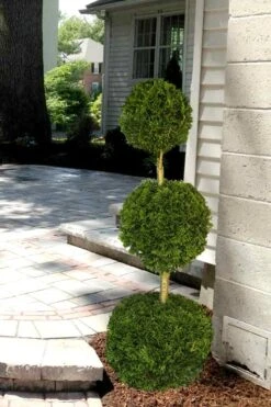 Emerald Green Arborvitae Poodle Tier Topiary (3 Ball) - 5 Gallon Pot 9 Emerald Green Arborvitae Poodle Tier Topiary (3 Ball) - 5 Gallon Pot -Plant Shop Arborvitae Emerald Green 3 Ball Poodle Tier 2