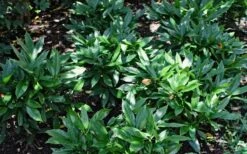 Dwarf Green Aucuba - Japanese Laurel - 3 Gallon Pot -Plant Shop Aucuba Dwarf Green
