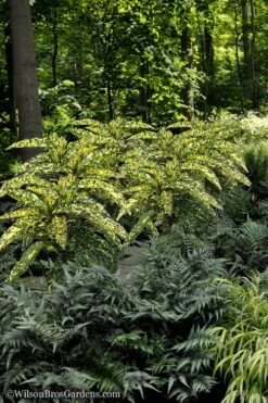 Hosoba Hoshifu Variegated Aucuba (Japanese Laurel) - 1 Gallon Pot -Plant Shop Aucuba Hosoba Hoshifu