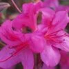 Autumn Amethyst Encore Azalea - 3 Gallon Pot -Plant Shop Azalea Encore Autumn Amethyst