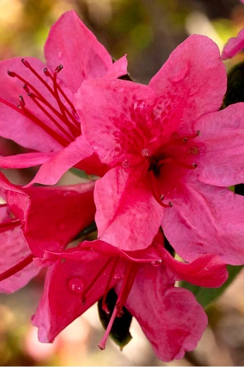 Autumn Cheer Encore Azalea - 3 Gallon Pot 3 Autumn Cheer Encore Azalea - 3 Gallon Pot