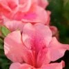 Autumn Coral Encore Azalea - 2 Gallon Pot 1 Autumn Coral Encore Azalea - 2 Gallon Pot -Plant Shop Azalea Encore Autumn Coral