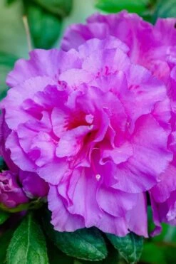 Autumn Majesty Encore Azalea - 6 Pack Of 1 Gallon Pots -Plant Shop Azalea Encore Autumn Majesty 12