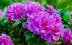 Autumn Majesty Encore Azalea - 6 Pack Of 1 Gallon Pots -Plant Shop Azalea Encore Autumn Majesty 13