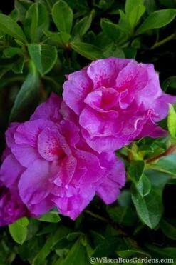 Autumn Majesty Encore Azalea - 6 Pack Of 1 Gallon Pots -Plant Shop Azalea Encore Autumn Majesty 5