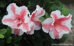 Autumn Starburst Encore Azalea - 3 Gallon Pot -Plant Shop Azalea Encore Autumn Starburst 2