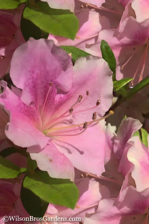 Autumn Sweetheart Encore Azalea - 6 Pack Of 1 Gallon Pots 3 Autumn Sweetheart Encore Azalea - 6 Pack Of 1 Gallon Pots