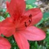 Flame Creeper Dwarf Spreading Azalea - 6 Pack Of 1 Gallon Pots -Plant Shop Azalea Flame Creeper 10