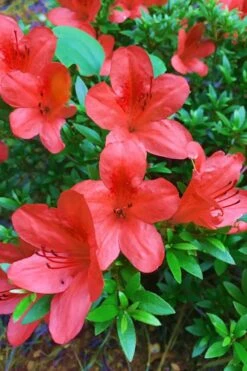 Flame Creeper Dwarf Spreading Azalea - 6 Pack Of 1 Gallon Pots -Plant Shop Azalea Flame Creeper 11
