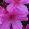 Formosa Southern Indica Azalea - 7 Gallon Pot -Plant Shop Azalea Formosa 500x750 1