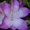 Nuccio's Voodoo Azalea - 6 Pack Of 1 Gallon Pots 2 Nuccio's Voodoo Azalea - 6 Pack Of 1 Gallon Pots -Plant Shop Azalea Nuccios Voodoo 2