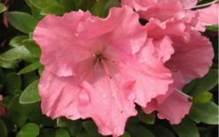 Gumpo Pink Dwarf Azalea - 1 Gallon Pot 9 Gumpo Pink Dwarf Azalea - 1 Gallon Pot -Plant Shop Azalea Pink Gumpo
