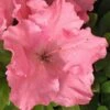 Gumpo Pink Dwarf Azalea - 1 Gallon Pot -Plant Shop Azalea Pink Gumpo 500x750 1