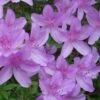 Poukhanense Lavender Azalea - 1 Gallon Pot -Plant Shop Azalea Poukhanense 2