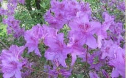 Poukhanense Lavender Azalea - 1 Gallon Pot -Plant Shop Azalea Poukhanense 5