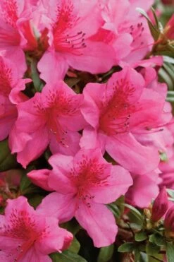 Pride Of Mobile Azalea - 1 Gallon Pot -Plant Shop Azalea Pride Of Mobile 500x750 1