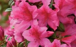 Pride Of Mobile Azalea - 1 Gallon Pot -Plant Shop Azalea Pride of Mobile 15
