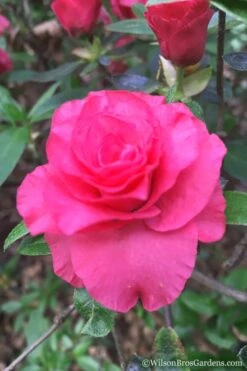 Rosebud Azalea - 2 Gallon Pot -Plant Shop Azalea Rosebud 3 1