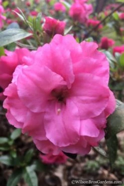 Rosebud Azalea - 2 Gallon Pot -Plant Shop Azalea Rosebud 7 1