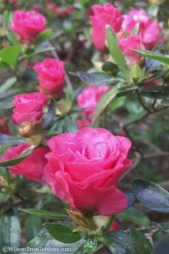 Rosebud Azalea - 2 Gallon Pot -Plant Shop Azalea Rosebud 8 1