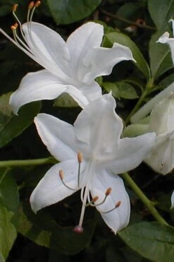 Texas Azalea (Rhododendron Oblongifolium) - 3 Gallon Pot 11 Texas Azalea (Rhododendron Oblongifolium) - 3 Gallon Pot -Plant Shop Azalea Texas Rhododendron Oblongfolium 1