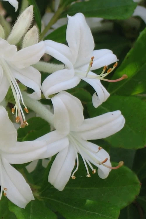 Texas Azalea (Rhododendron Oblongifolium) - 1 Gallon Pot 3 Texas Azalea (Rhododendron Oblongifolium) - 1 Gallon Pot