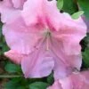 Watchet Dwarf Pink Azalea - 1 Gallon Pot -Plant Shop Azalea Watchet 2
