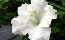 Gumpo White Dwarf Azalea - 2 Gallon Pot -Plant Shop Azalea White Gumpo