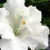 Gumpo White Dwarf Azalea - 2 Gallon Pot -Plant Shop Azalea White Gumpo 500x750 1