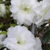 White Rosebud Azalea - 6 Pack Of 1 Gallon Pots -Plant Shop Azalea White Rosebud 3 1