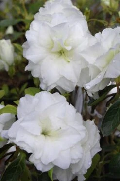 White Rosebud Azalea - 6 Pack Of 1 Gallon Pots