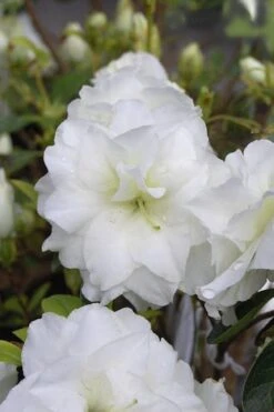White Rosebud Azalea - 1 Gallon Pot -Plant Shop Azalea White Rosebud 4