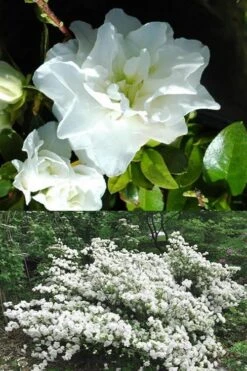 White Rosebud Azalea - 1 Gallon Pot -Plant Shop Azalea White Rosebud 5