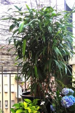 Arrow Bamboo (Pseudosasa Japonica) - 3 Gallon Pot (4-6'+) -Plant Shop Bamboo Arrow 3
