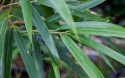 Arrow Bamboo (Pseudosasa Japonica) - 3 Gallon Pot (4-6'+) -Plant Shop Bamboo Arrow 4