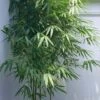 Arrow Bamboo (Pseudosasa Japonica) - 3 Gallon Pot (4-6'+) -Plant Shop Bamboo Arrow 500x750 1
