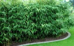 Arrow Bamboo (Pseudosasa Japonica) - 3 Gallon Pot (4-6'+) -Plant Shop Bamboo Arrow Hedge