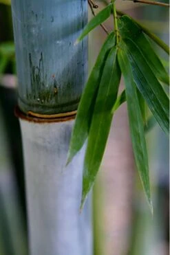 Baby Blue Bamboo - Bambusa Chungii 'Barbelatta' - 2 Gallon Pot -Plant Shop Bamboo Barbelatta 14