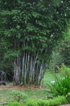 Baby Blue Bamboo - Bambusa Chungii 'Barbelatta' - 2 Gallon Pot -Plant Shop Bamboo Barbelatta 16