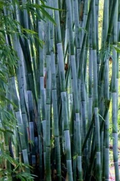 Baby Blue Bamboo - Bambusa Chungii 'Barbelatta' - 2 Gallon Pot -Plant Shop Bamboo Barbelatta 21