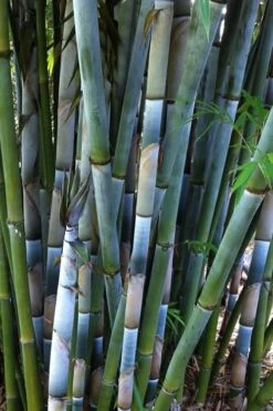 Baby Blue Bamboo - Bambusa Chungii 'Barbelatta' - 2 Gallon Pot -Plant Shop Bamboo Barbelatta 3