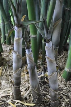 Baby Blue Bamboo - Bambusa Chungii 'Barbelatta' - 2 Gallon Pot -Plant Shop Bamboo Barbelatta 4