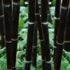 Black Bamboo - Phyllostachys Nigra - 3 Gallon Pot (Single Cane: 4-6'+) -Plant Shop Bamboo Black 102