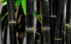 Black Bamboo - Phyllostachys Nigra - 3 Gallon Pot (Single Cane: 4-6'+) 19 Black Bamboo - Phyllostachys Nigra - 3 Gallon Pot (Single Cane: 4-6'+) -Plant Shop Bamboo Black 53