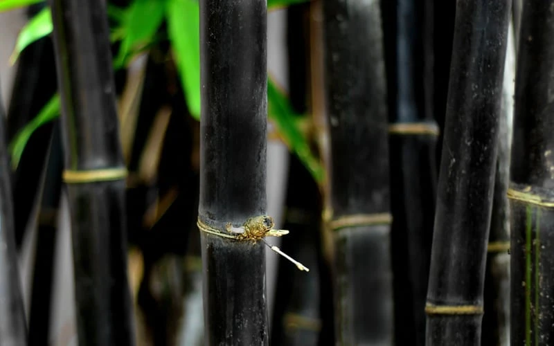 Black Bamboo - Phyllostachys Nigra - 3 Gallon Pot (Single Cane: 4-6'+) 11 Black Bamboo - Phyllostachys Nigra - 3 Gallon Pot (Single Cane: 4-6'+) - Image 9