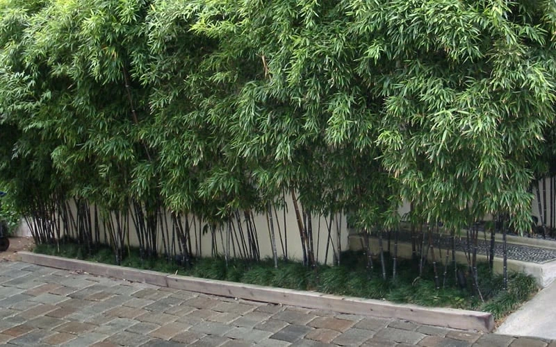 Black Bamboo - Phyllostachys Nigra - 3 Gallon Pot (Single Cane: 4-6'+) 8 Black Bamboo - Phyllostachys Nigra - 3 Gallon Pot (Single Cane: 4-6'+) - Image 6